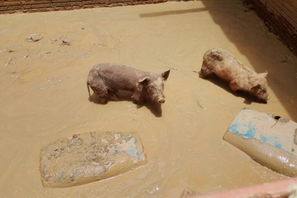 Dois porcos em lamaçal de terra, em rancho fiscalizado em Igaratá